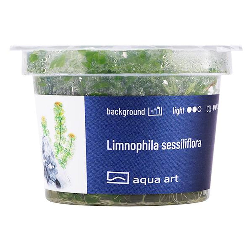 Limnophila Sessiliflora In Vitro Kubek.jpg